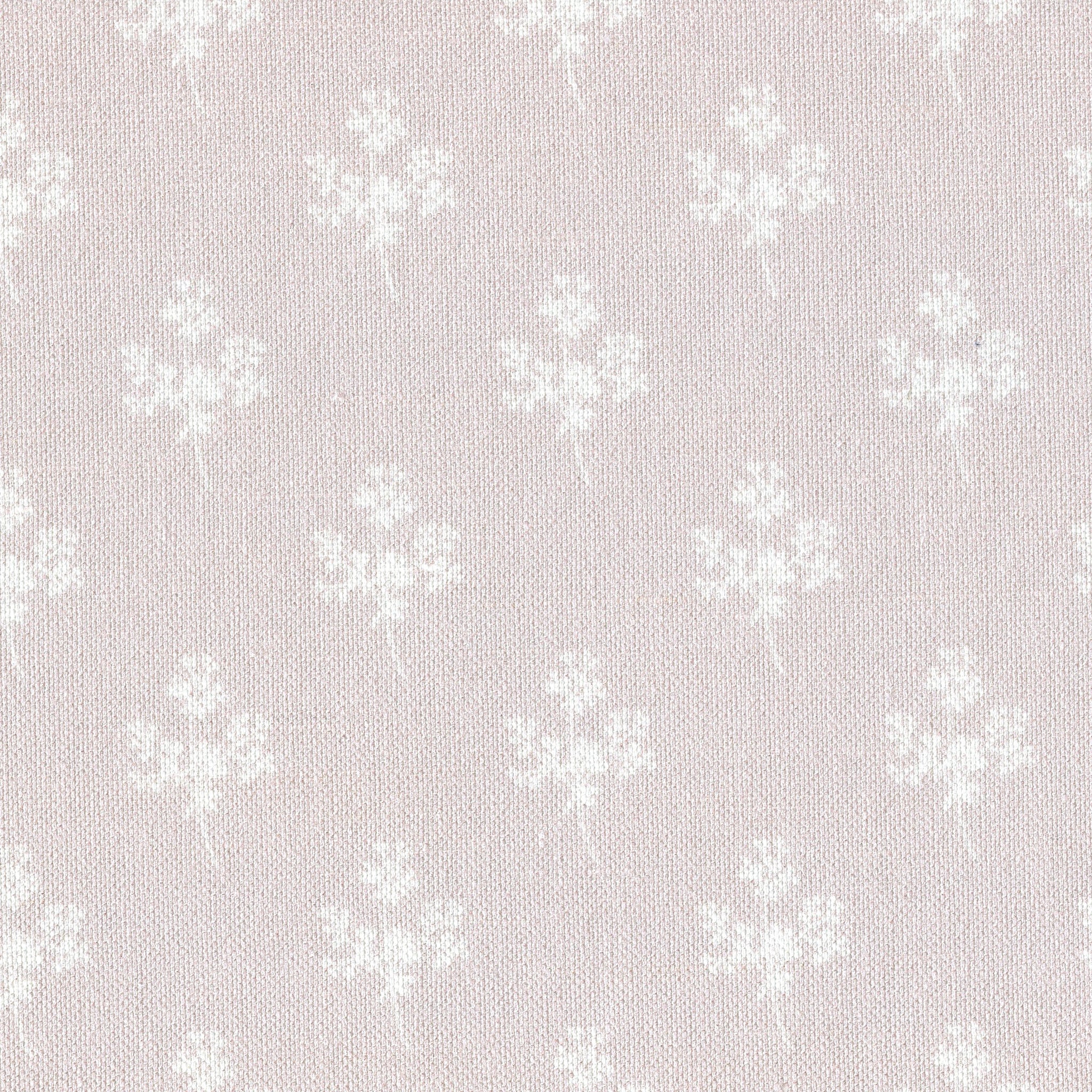 Aria  - Rothesay Rose